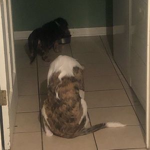 Meet your Posher, Mickey